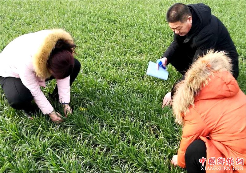 <b>山东郯城：“专科医生”为小麦“把脉问诊”</b>