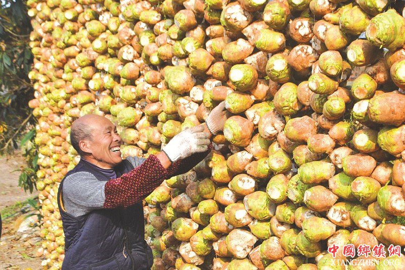 <b>威远大头菜 20多年从不愁卖</b>