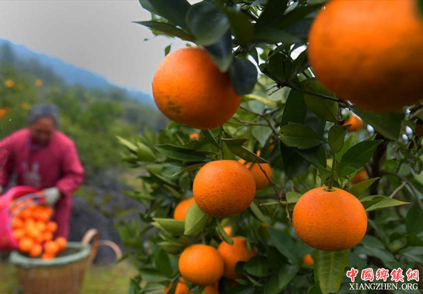 <b>湖北宣恩：晚熟甜橙采摘忙</b>