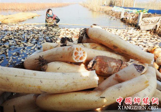 <b>江苏连云港：寒冬收藕忙</b>