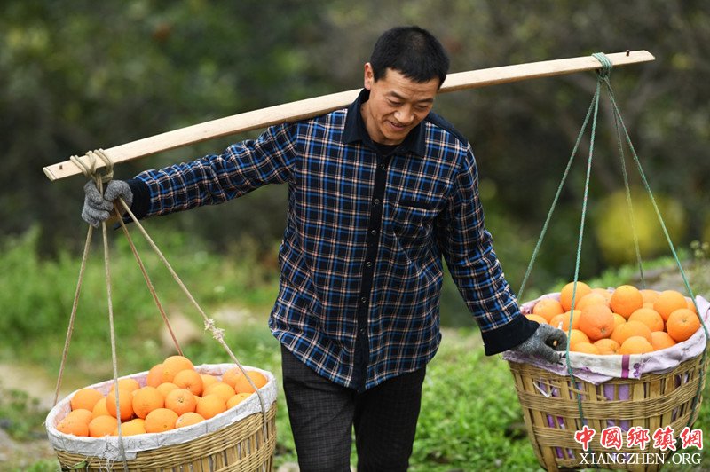 <b>重庆奉节：脐橙种植促农增收</b>