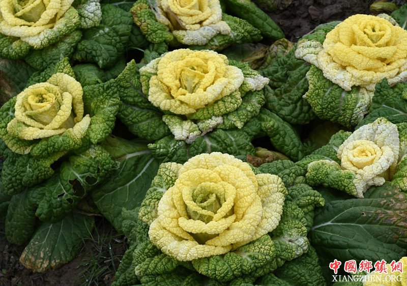 <b>南京：“玫瑰白菜”面市</b>