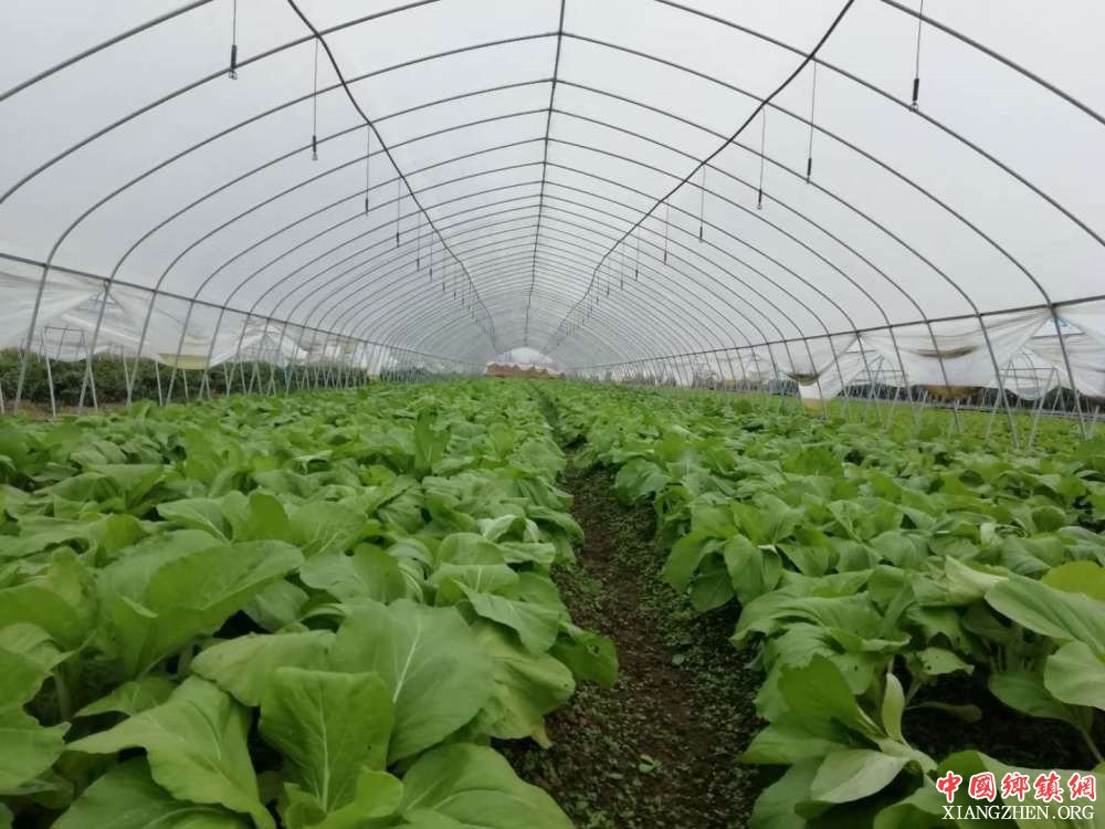 <b>安徽贵池秋江街道谷塘村：在产业扶贫路上越走越宽</b>