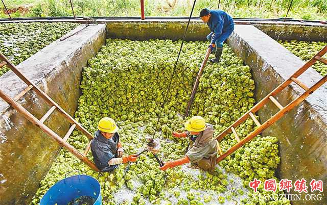 <b>重庆：周坝村收获青菜头</b>