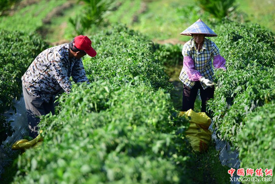 <b>新华网评：全力解决“三农”硬任务</b>