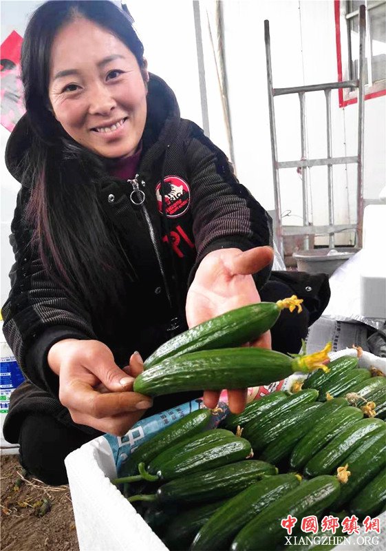 <b>山东郯城：“申绿”水果黄瓜抢市早卖价好</b>