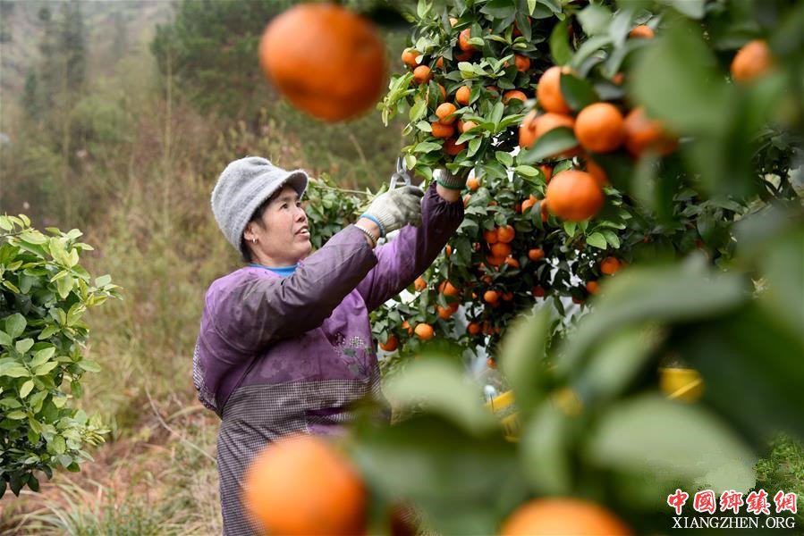 <b>贵州榕江：砂糖橘丰收上市</b>