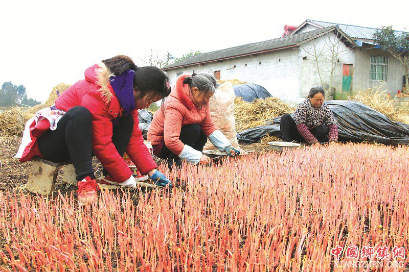 <b>四川绵阳宝林镇：一根草的致富经</b>