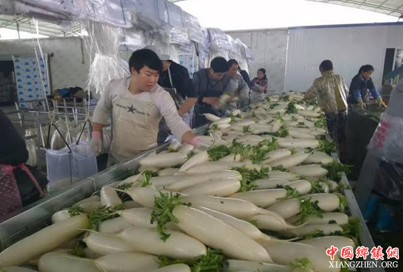 宜宾叙州泥溪镇：萝卜品质好 装车销欧洲