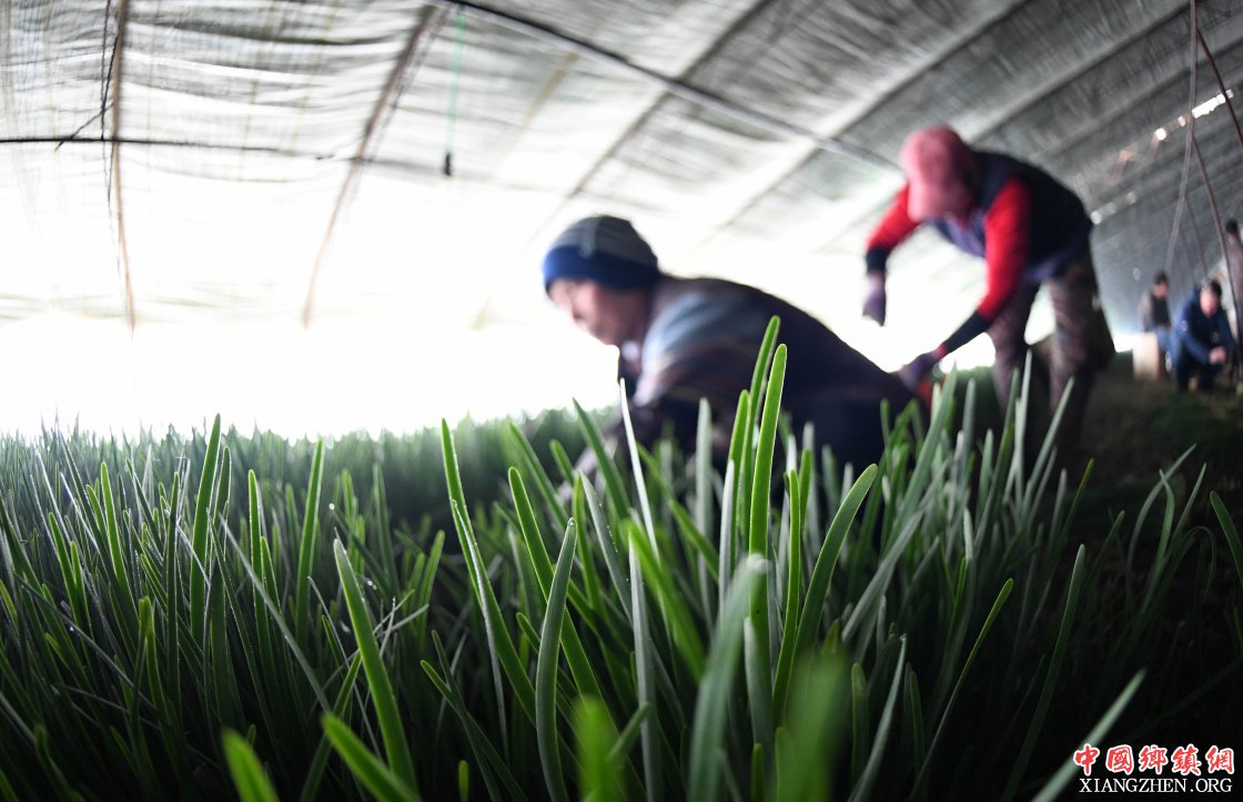 <b>黑龙江宁安：“春韭”飘香收获忙</b>