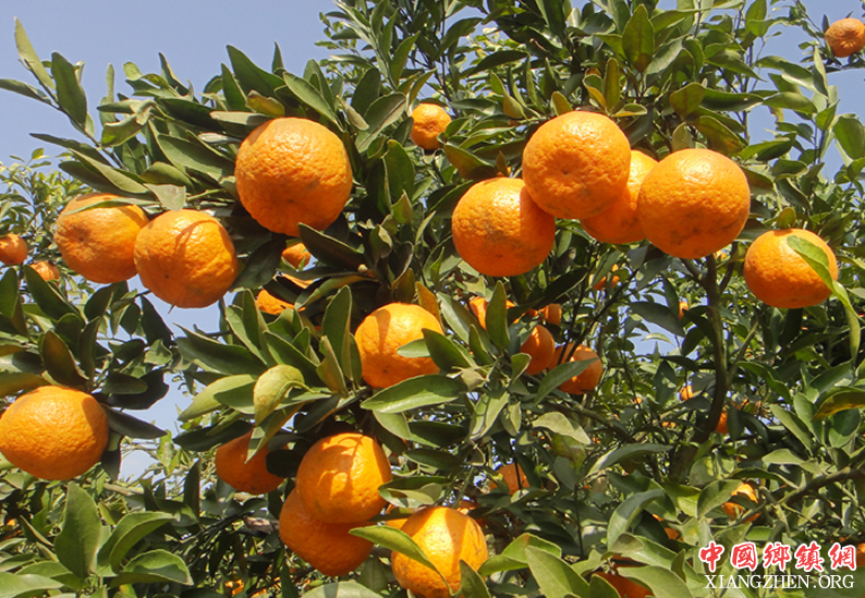 <b>荣县：20万斤滞销柑橘卖出去了</b>