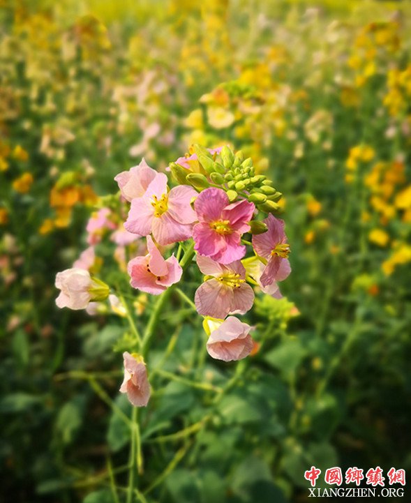 <b>四川首个彩色油菜花品种发布</b>