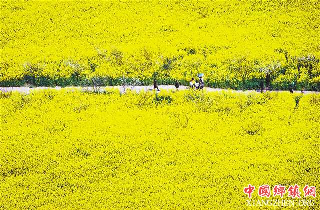 小小油菜蕴藏大潜力