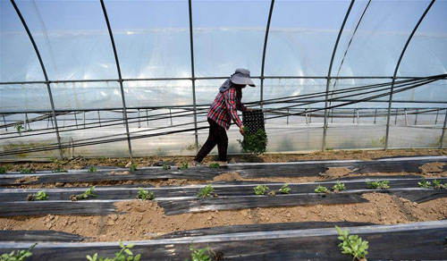<b>“扶贫大棚”育苗忙</b>