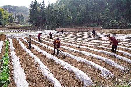 <b>巫山双龙：让脱贫成效更上一层楼</b>