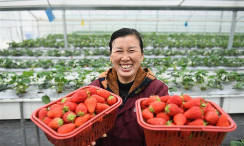 <b>草莓成为农民致富“金果果”</b>