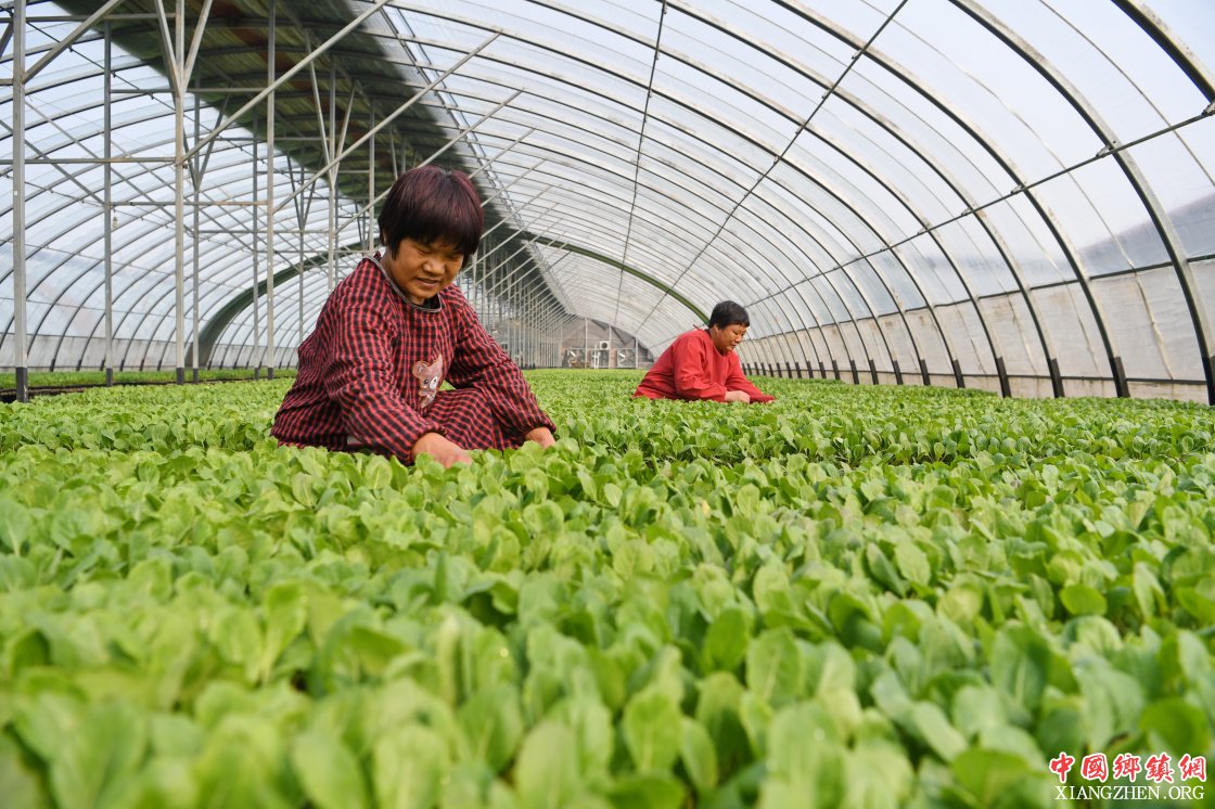 河北巨鹿：忙育苗 助春耕