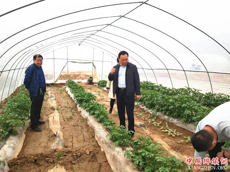 <b>陕西华州区杏林镇扶贫产业长势喜人</b>