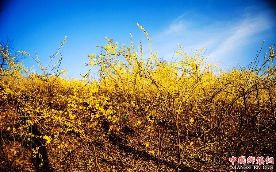 <b>河南卢氏：千山染金如画屏 万亩连翘助脱贫</b>
