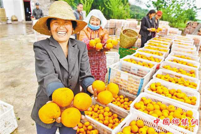 <b>开州：春橙新果成俏货</b>