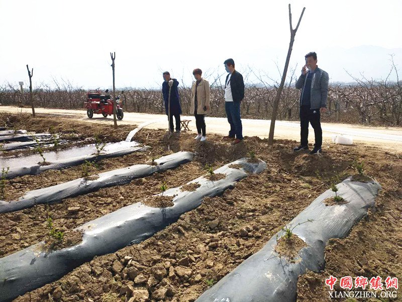<b>陕西华州区莲花寺镇东罗村：对扶贫产业园的金银花进行灌溉</b>