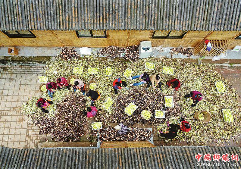 <b>四川西充：竹笋丰收了</b>