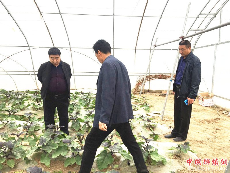 <b>陕西华州区莲花寺镇：党委书记抓产业   鼓舞士气添劲头</b>