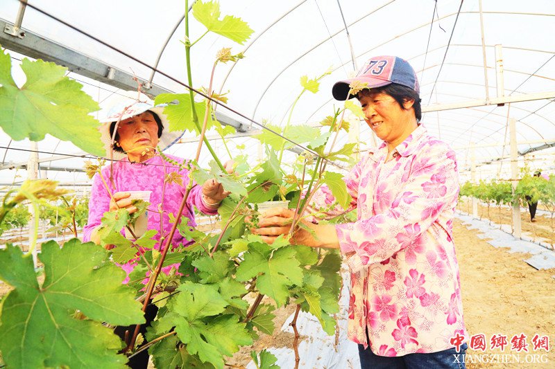 <b>安徽颍东：种植葡萄助脱贫</b>