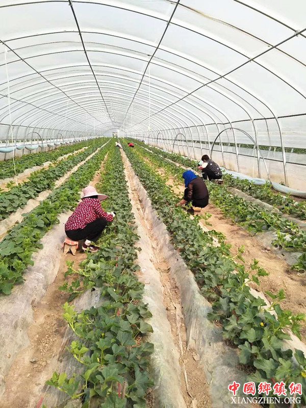 陕西莲花寺镇：坚持“绿水青山就是金山银山” 合力打赢脱贫攻坚战