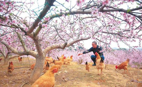 <b>桃花盛开 生态富民</b>
