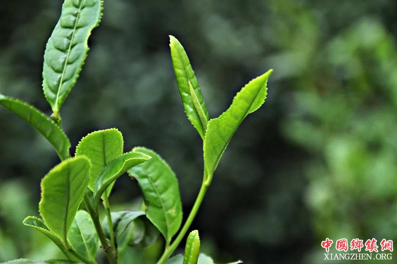 <b>安徽和县：乡村旅游+产业带动 脱了贫富了民</b>