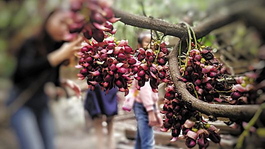 <b>春天这些病高发 对照一下有没有？</b>