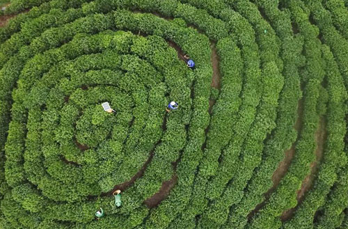 <b>绿水青山茶飘香</b>