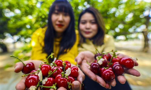 <b>大棚樱桃“抢鲜”上市</b>