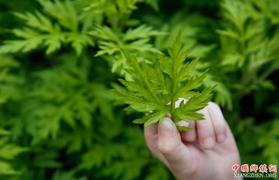 <b>和县：艾草种植托起贫困群众新希望</b>