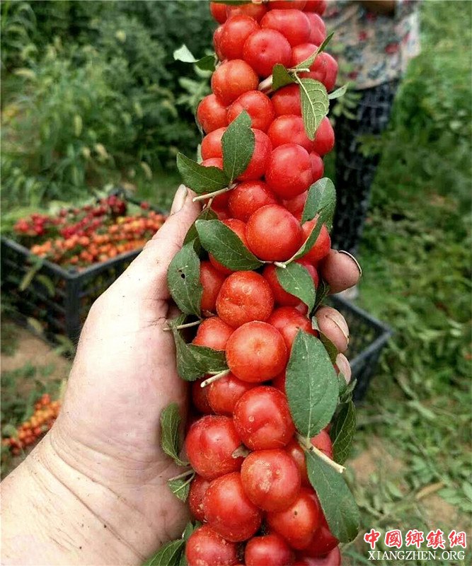 <b>郯城：中华九号“小钙果”摆脱贫困壮筋骨</b>