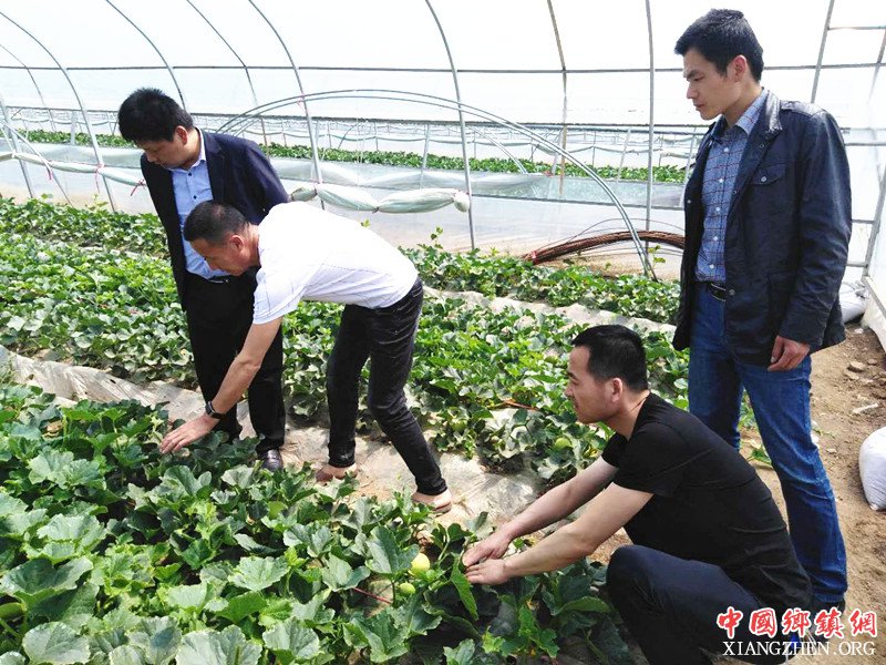 <b>陕西华州区农业农村局来莲花寺镇调研脱贫攻坚产业</b>