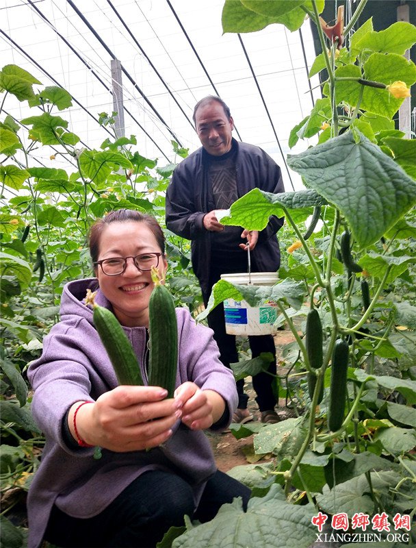 <b>郯城：高温扶贫大棚孵出“脱贫果”</b>