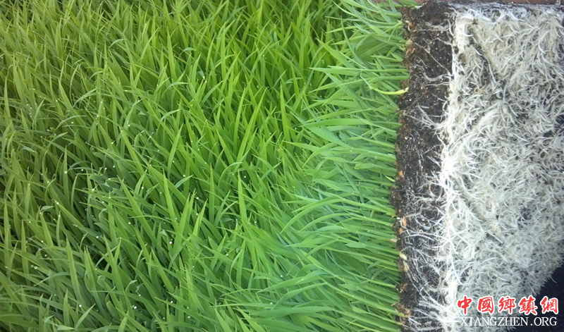 <b>四川中江县：推广水稻暗化育秧毯状秧苗利于机插</b>