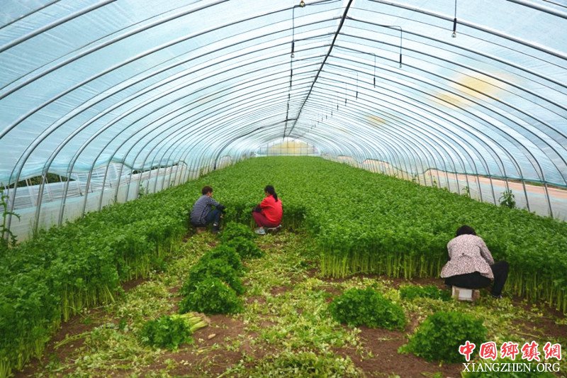 <b>安徽：五河县临北回族乡东元村蔬菜扶贫基地喜获丰收</b>