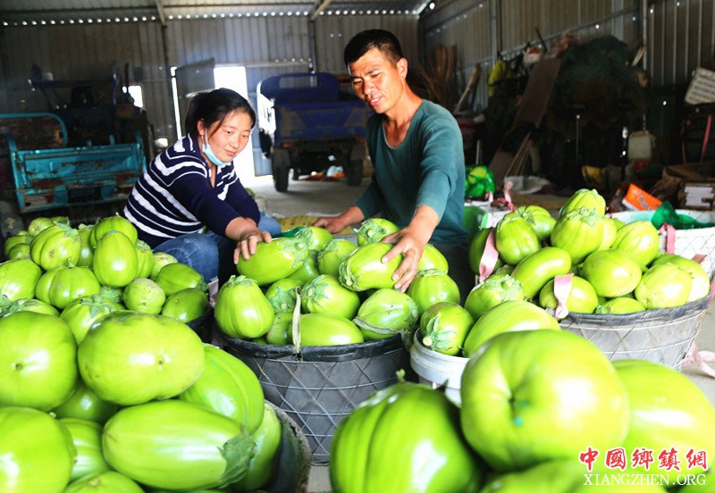 <b>安徽颍东：大棚茄子喜获丰收</b>