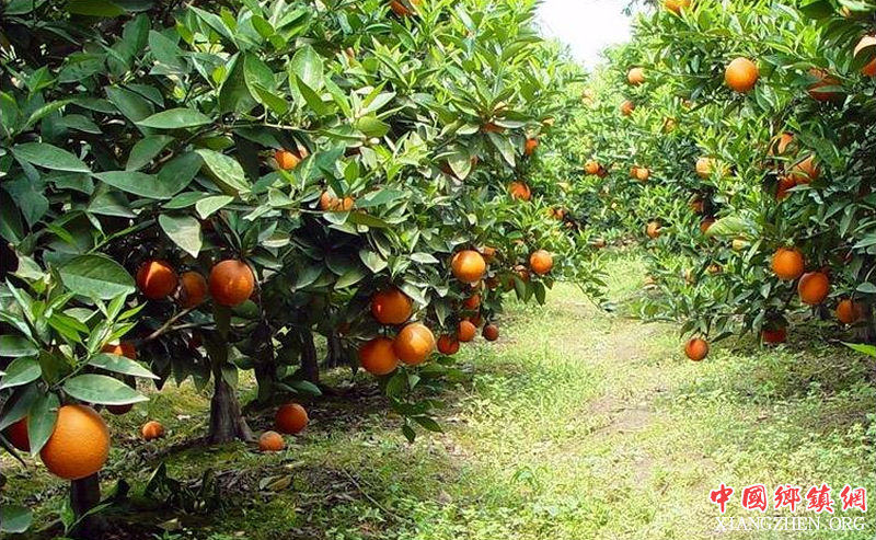 资中最“红”橙子想要撬动百亿产业