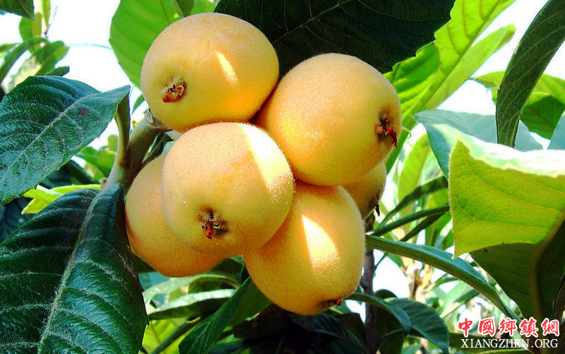 <b>长宁县三元枇杷熟了等您来品</b>