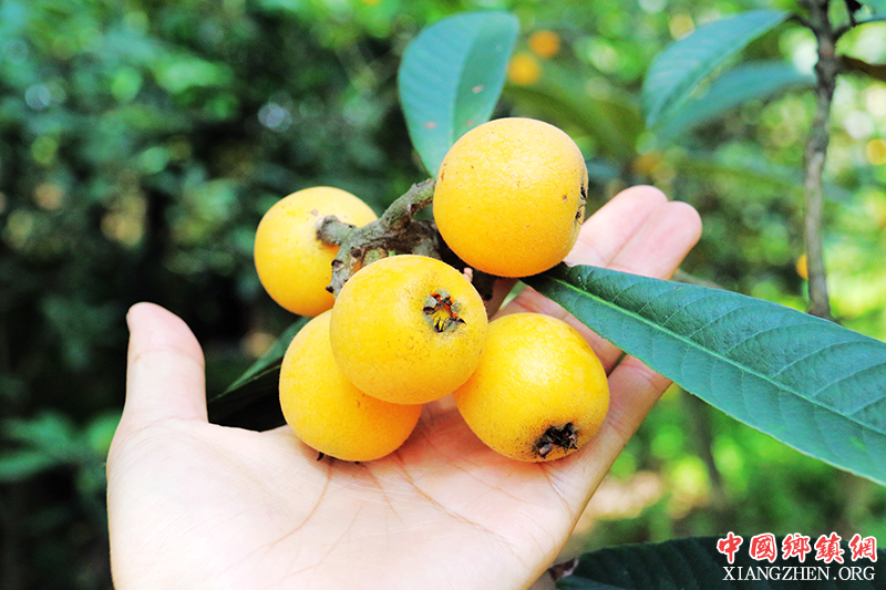 <b>泸州枇杷金满树 又到采摘入筐时</b>