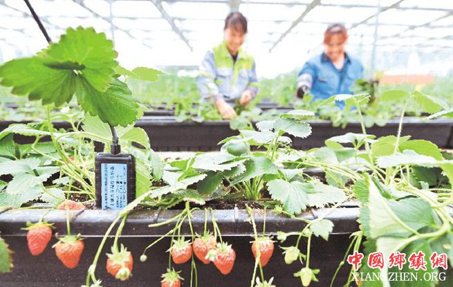 <b>有了大数据 种植更精准</b>