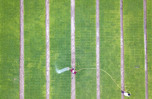 <b>规模化育秧助农增收</b>