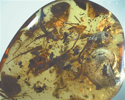 <b>南京古生物所发现菊石琥珀 揭秘亿年前热带海滨生态</b>