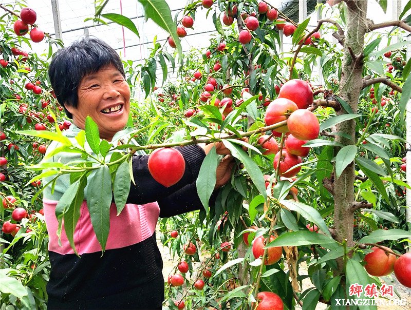 <b>山东郯城：“中油”红了果农笑了</b>