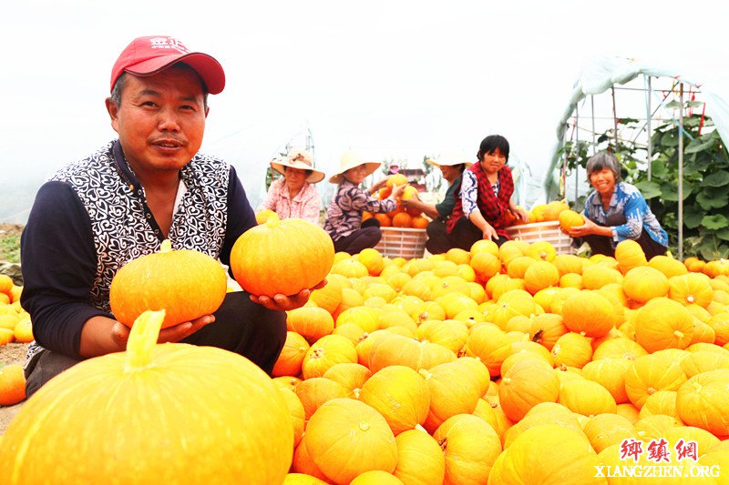 <b>安徽颍东：大棚南瓜丰收上市</b>