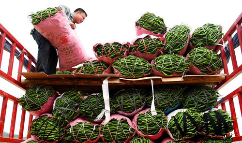 <b>辣椒迎丰收</b>